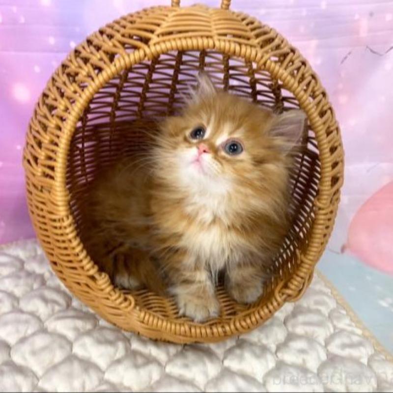 販売中の大阪府のマンチカン(短足)-139894の2枚目