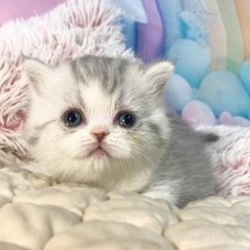 販売中の大阪府のミヌエット-139895の6枚目