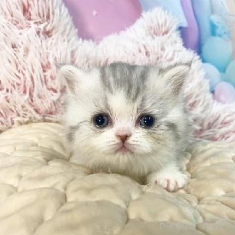 販売中の大阪府のミヌエット-139895の5枚目