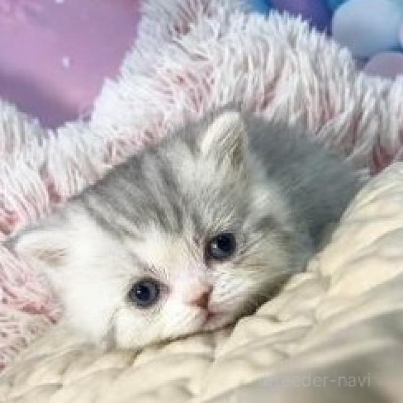 販売中の大阪府のミヌエット-139895の4枚目