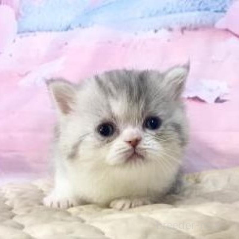 販売中の大阪府のミヌエット-139895の3枚目