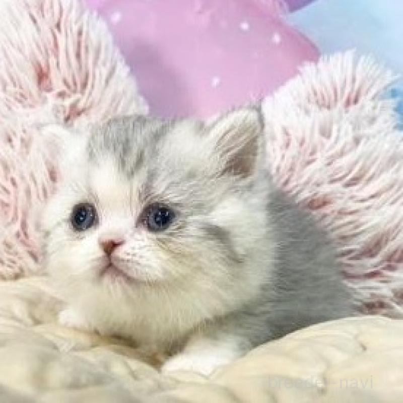 販売中の大阪府のミヌエット-139895の2枚目