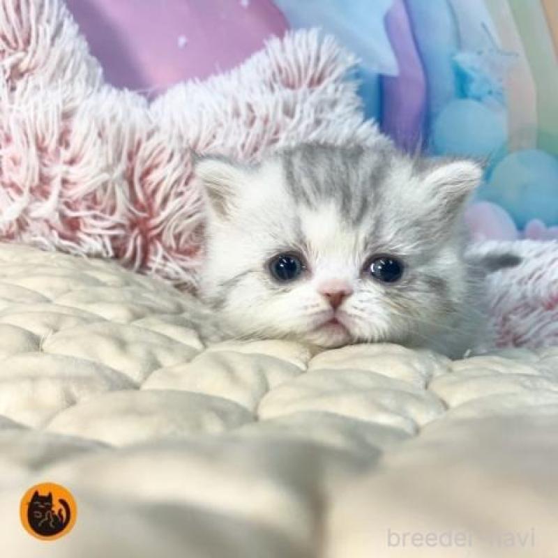 販売中の大阪府のミヌエット-139895