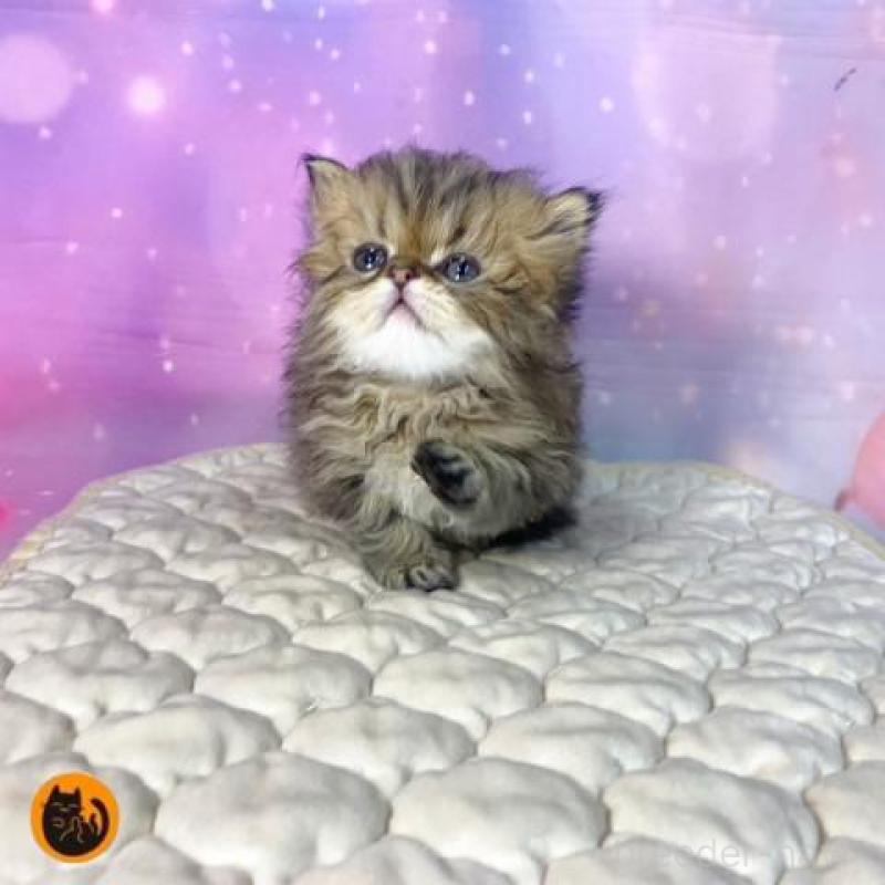 販売中の大阪府のエキゾチックショートヘア-139896の1枚目