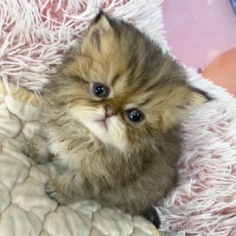 販売中の大阪府のエキゾチックショートヘア-139896の6枚目