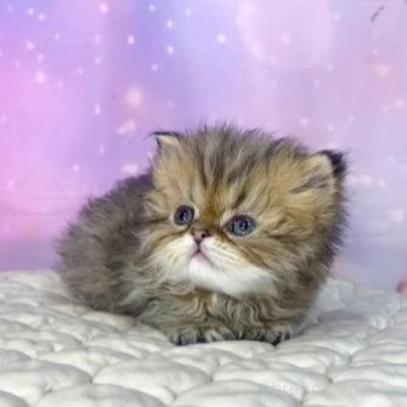 販売中の大阪府のエキゾチックショートヘア-139896の5枚目