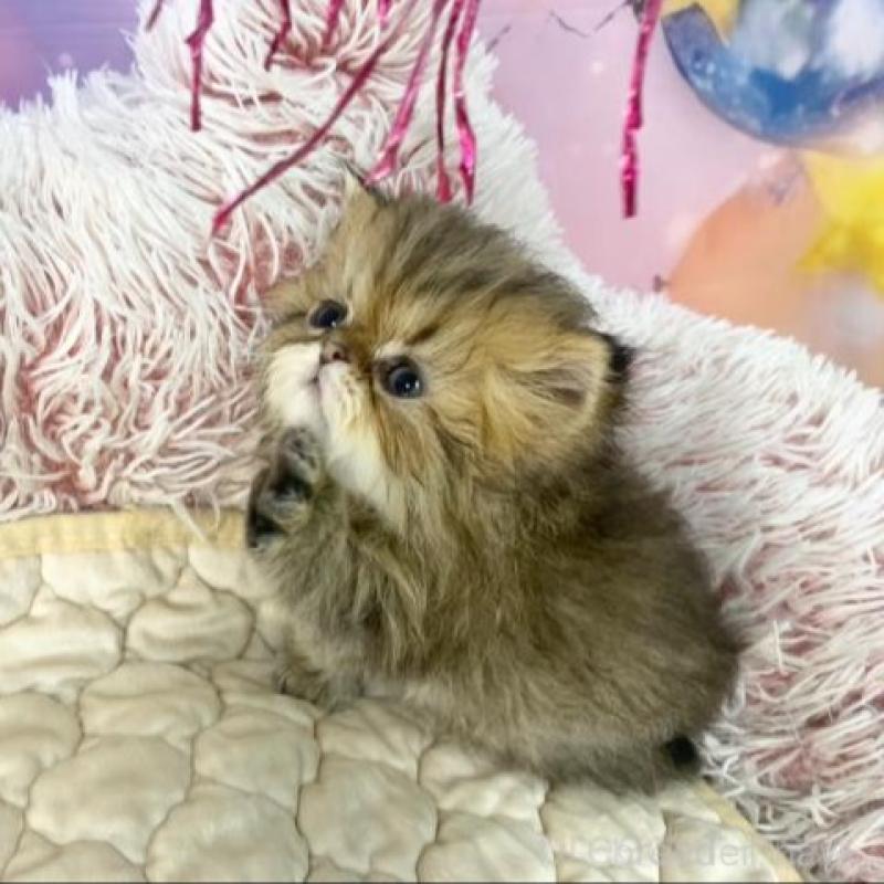 販売中の大阪府のエキゾチックショートヘア-139896の4枚目