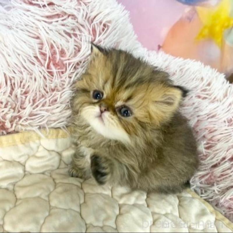 販売中の大阪府のエキゾチックショートヘア-139896の3枚目