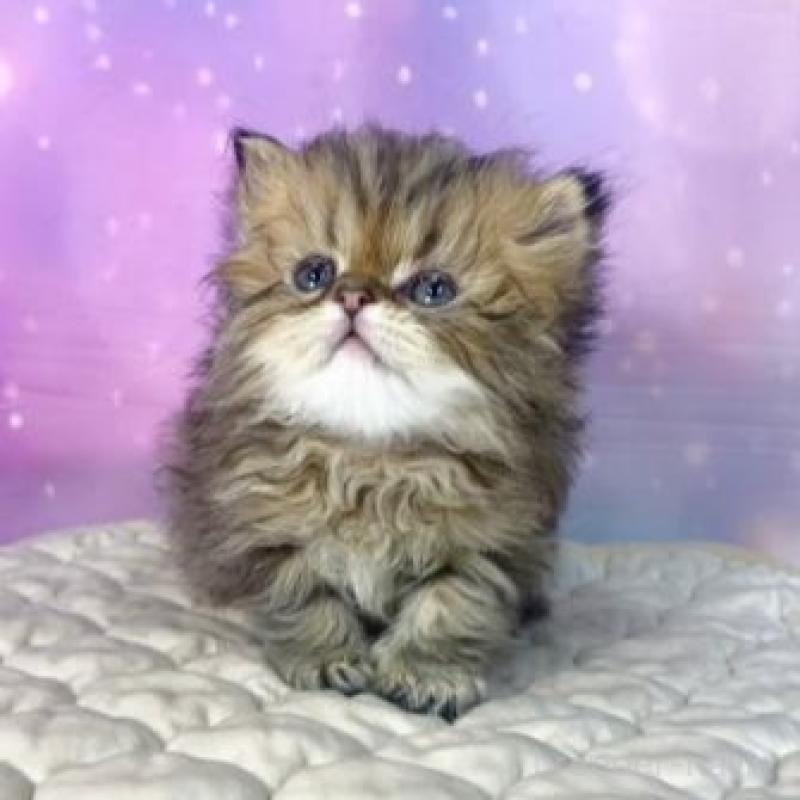 販売中の大阪府のエキゾチックショートヘア-139896の2枚目