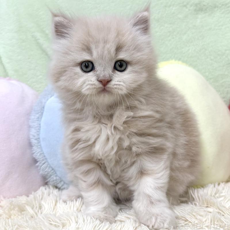 販売中の大阪府のブリティッシュロングヘア-138988