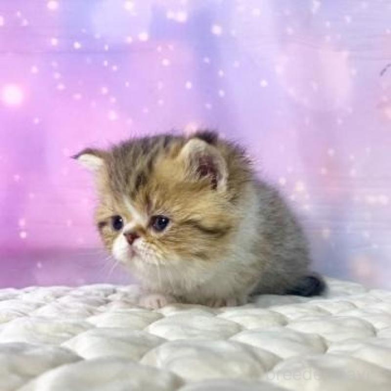 販売中の大阪府のエキゾチックショートヘア-139897の6枚目