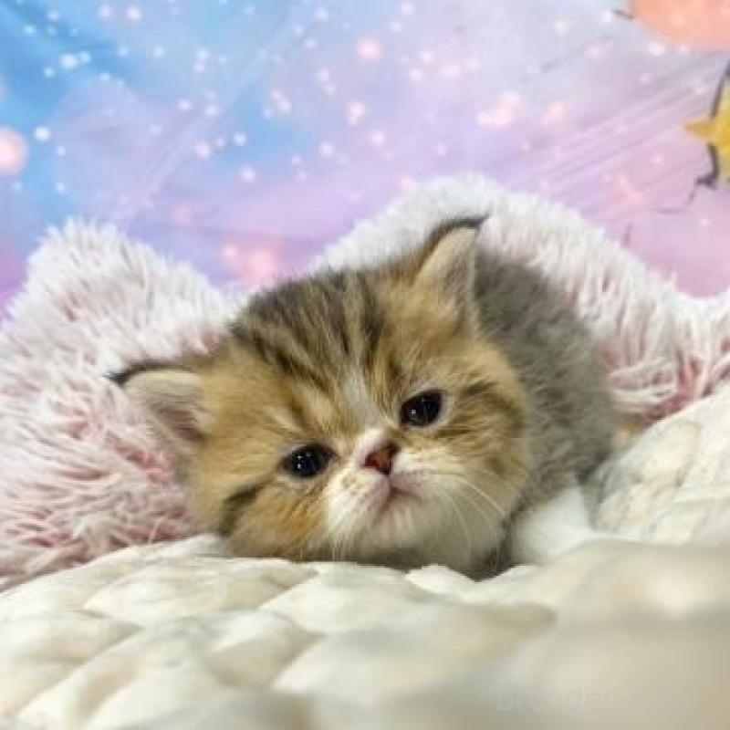 販売中の大阪府のエキゾチックショートヘア-139897の5枚目