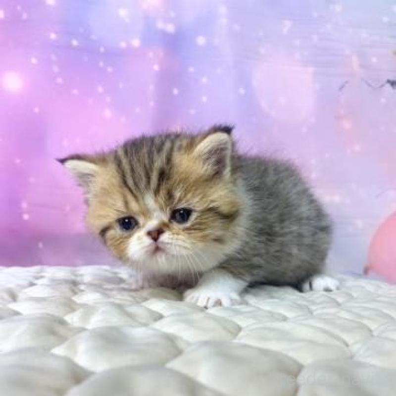 販売中の大阪府のエキゾチックショートヘア-139897の4枚目