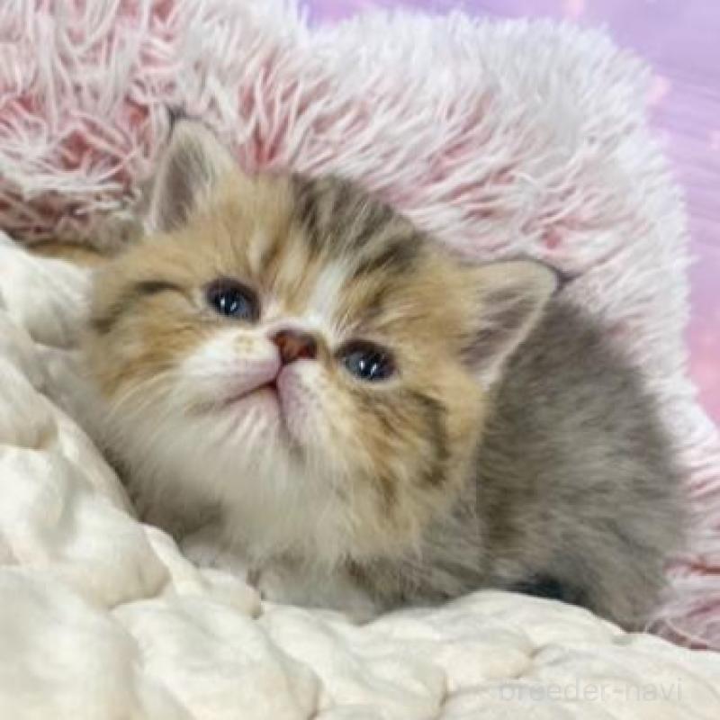 販売中の大阪府のエキゾチックショートヘア-139897の3枚目