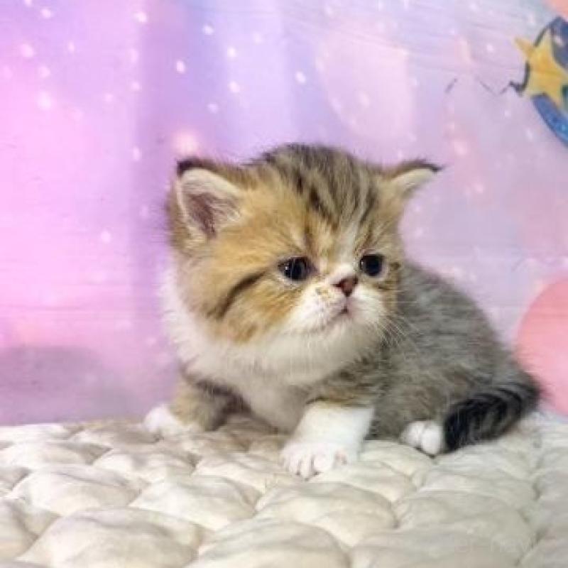 販売中の大阪府のエキゾチックショートヘア-139897の2枚目