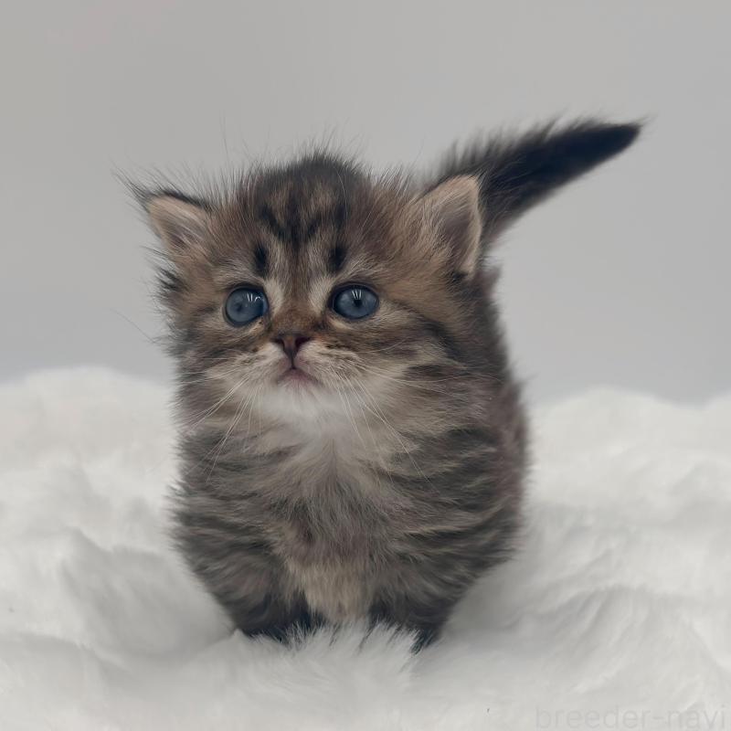 販売中の愛知県のミヌエット(短足)-139899