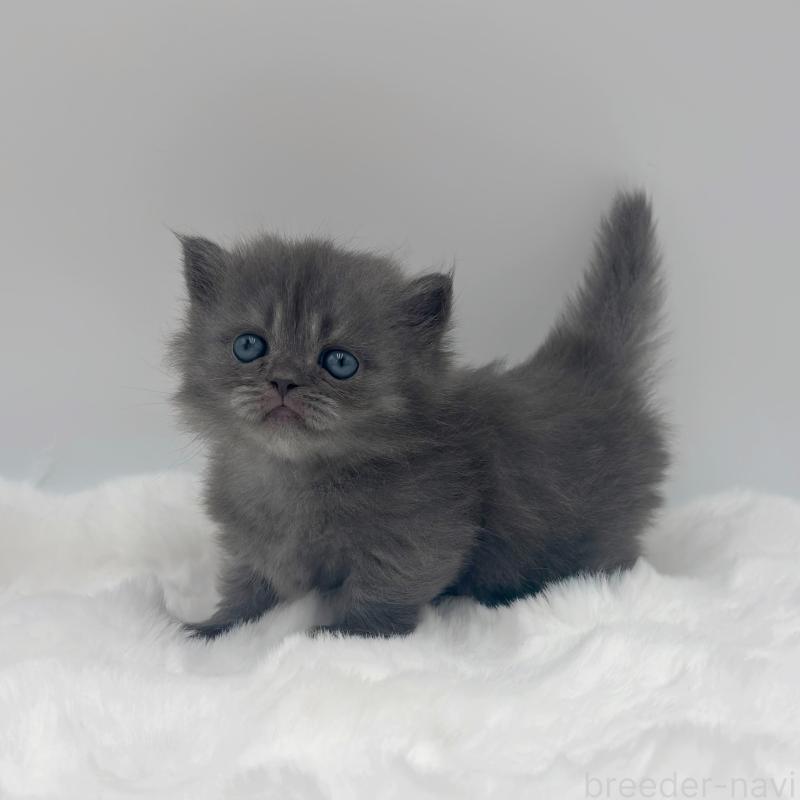 販売中の愛知県のミヌエット(短足)-139900の1枚目