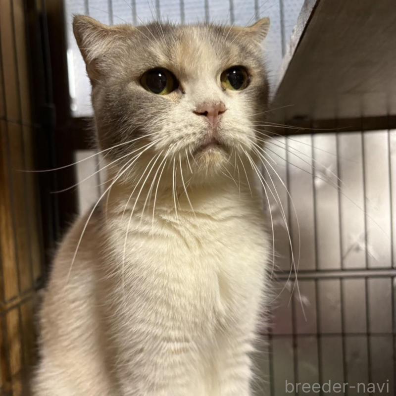 販売中の愛知県のスコティッシュフォールド(折れ耳)-139904の3枚目