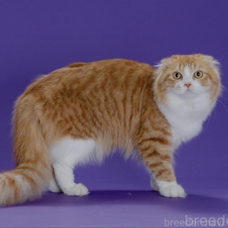 販売中の愛知県のスコティッシュフォールド(折れ耳)-139904の2枚目