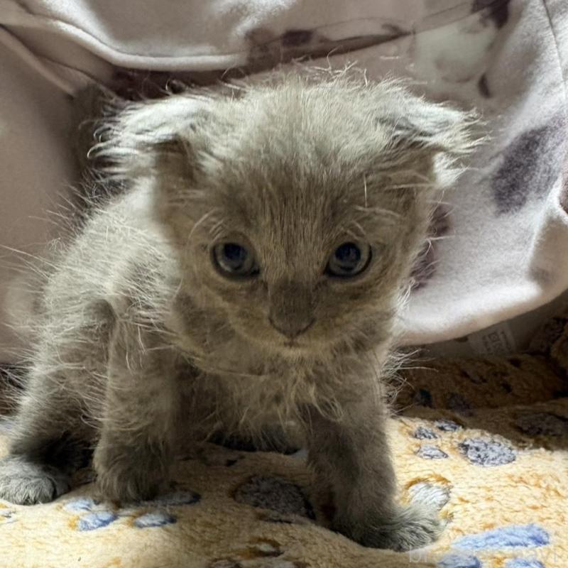 販売中の愛知県のスコティッシュフォールド(折れ耳)-139904の1枚目