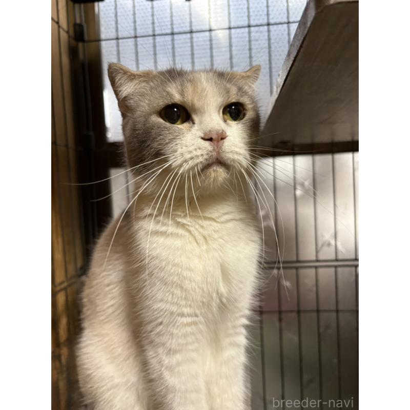 販売中の愛知県のスコティッシュフォールド(折れ耳)-139905の3枚目
