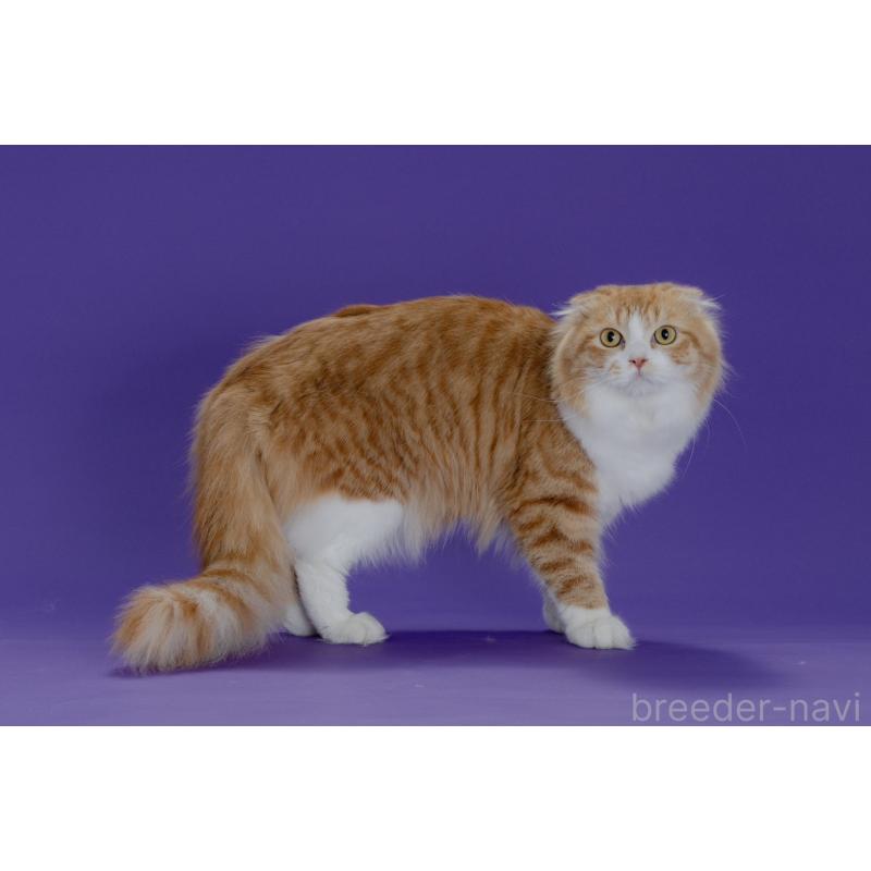 販売中の愛知県のスコティッシュフォールド(折れ耳)-139905の2枚目