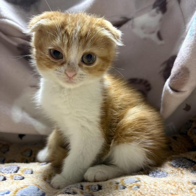 販売中の愛知県のスコティッシュフォールド(折れ耳)-139905