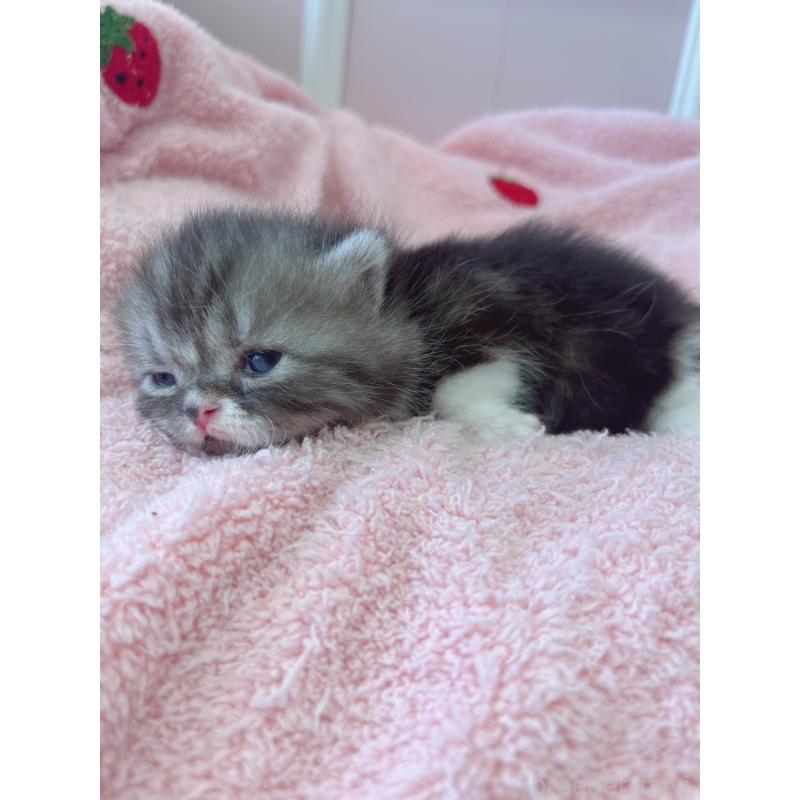 販売中の広島県のミヌエット(短足)-139906の2枚目