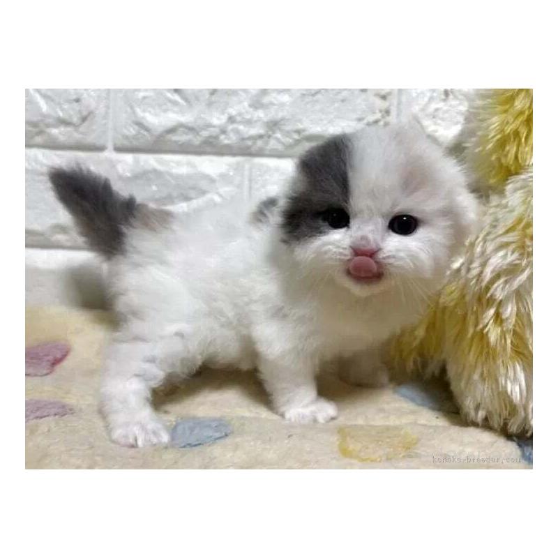 販売中の山梨県のスコティッシュフォールド(折れ耳)-139909の5枚目