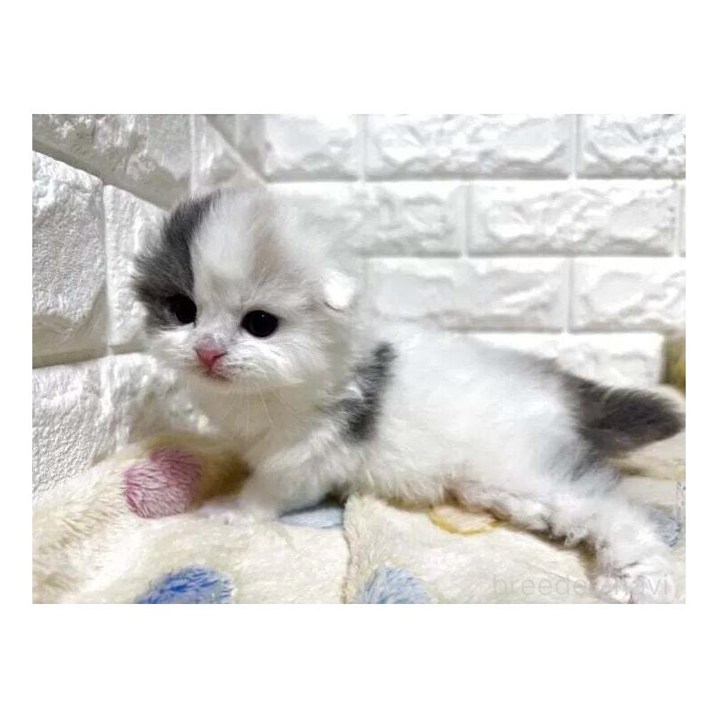 販売中の山梨県のスコティッシュフォールド(折れ耳)-139909の4枚目