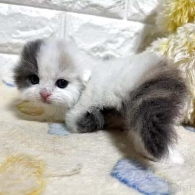 販売中の山梨県のスコティッシュフォールド(折れ耳)-139909の3枚目