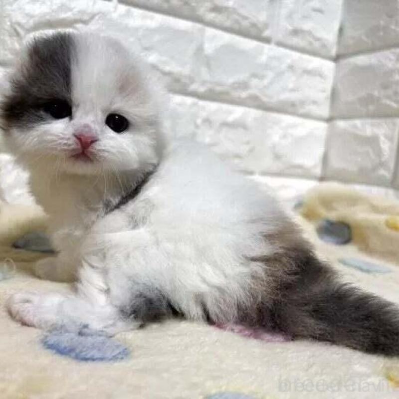 販売中の山梨県のスコティッシュフォールド(折れ耳)-139909の2枚目