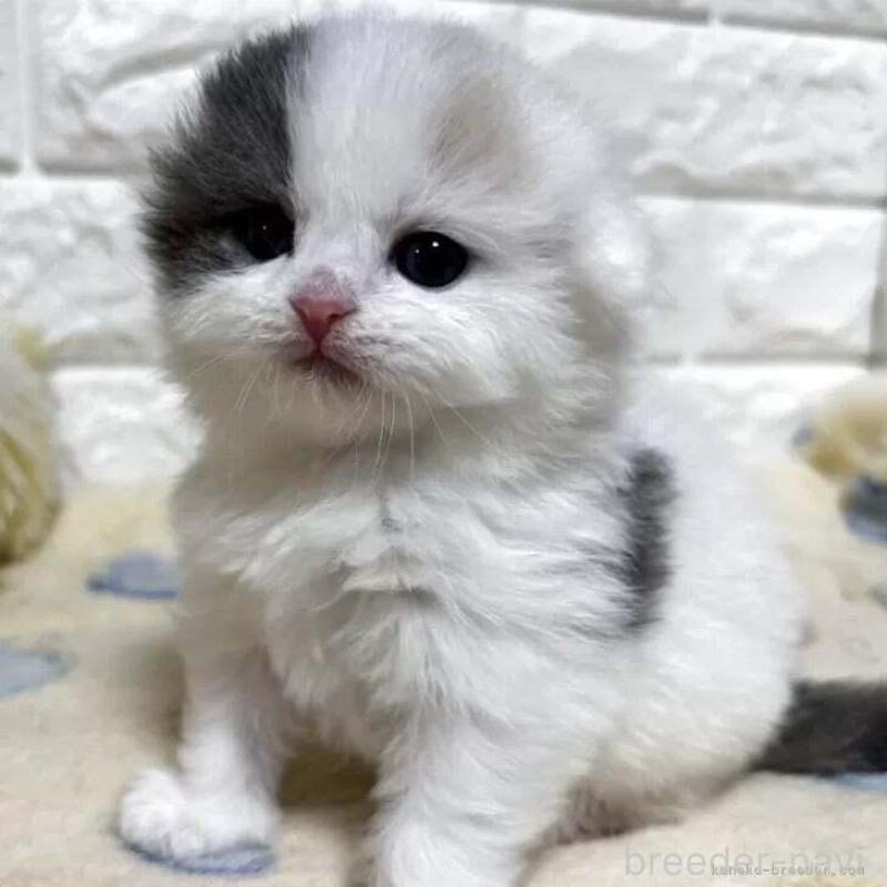 販売中の山梨県のスコティッシュフォールド(折れ耳)-139909の1枚目