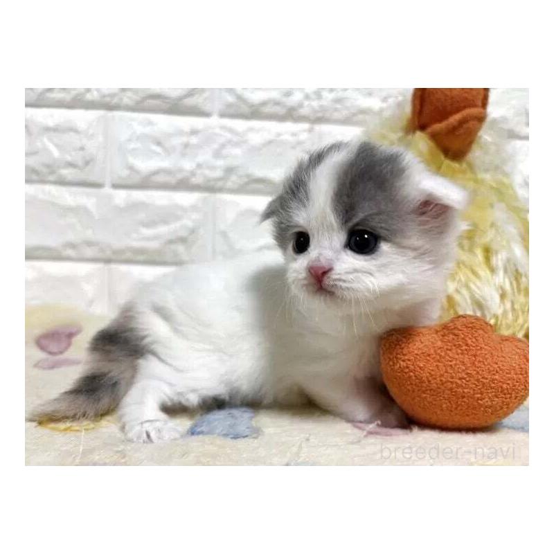 販売中の山梨県のスコティッシュフォールド(折れ耳)-139911の5枚目