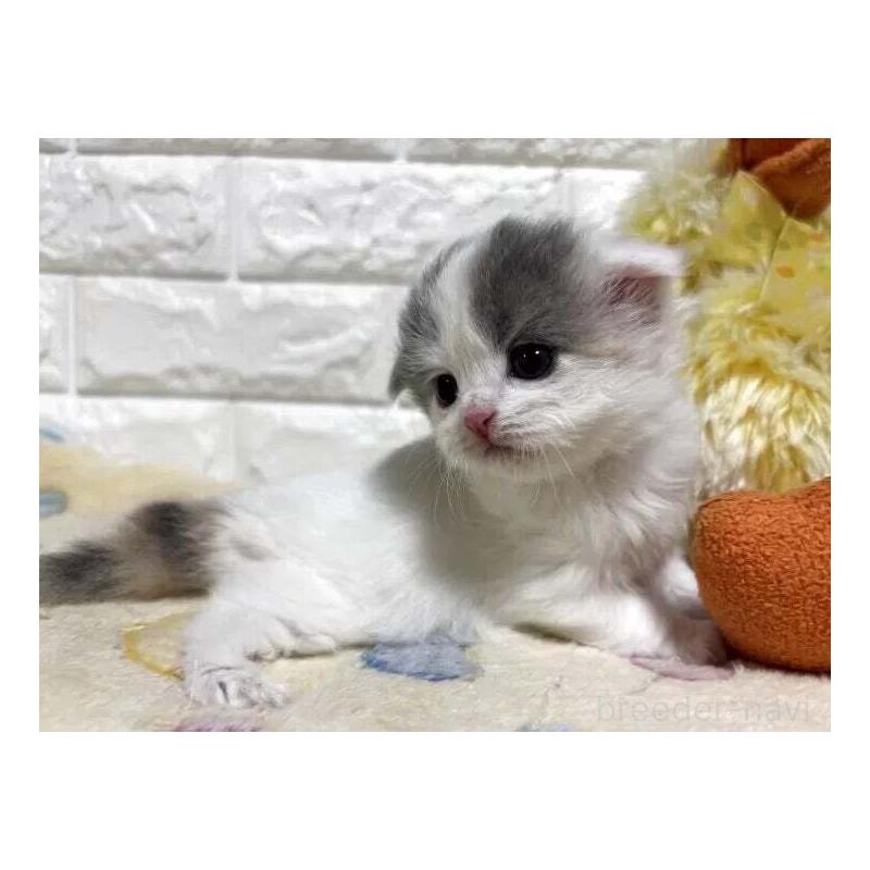 販売中の山梨県のスコティッシュフォールド(折れ耳)-139911の6枚目