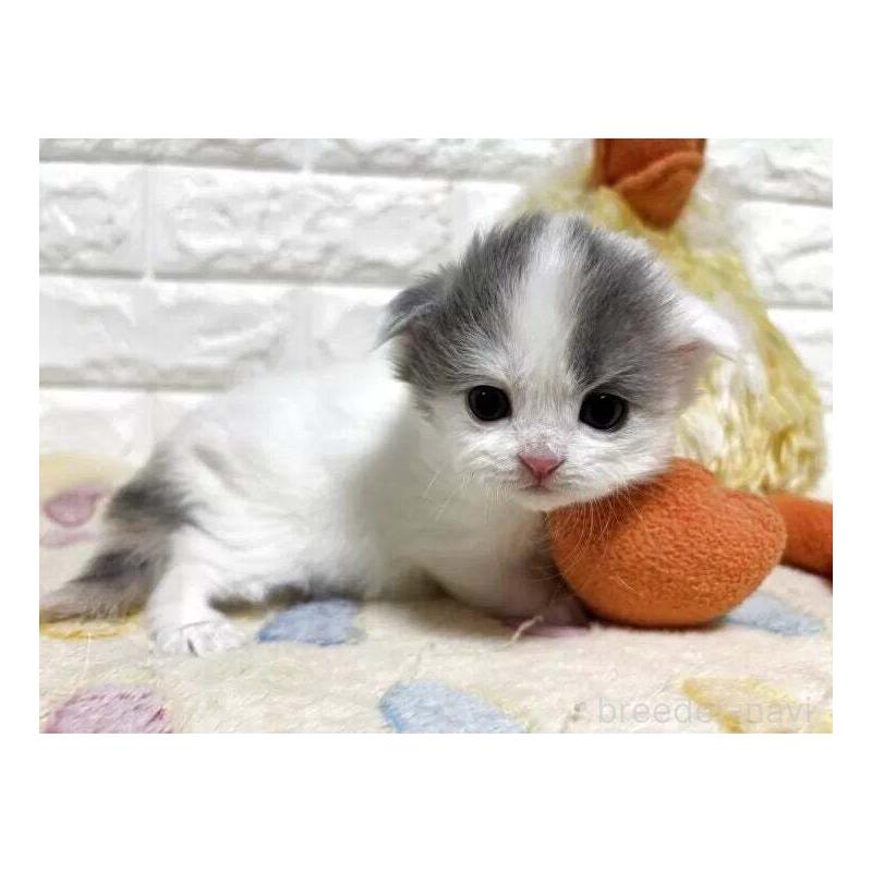 販売中の山梨県のスコティッシュフォールド(折れ耳)-139911の4枚目