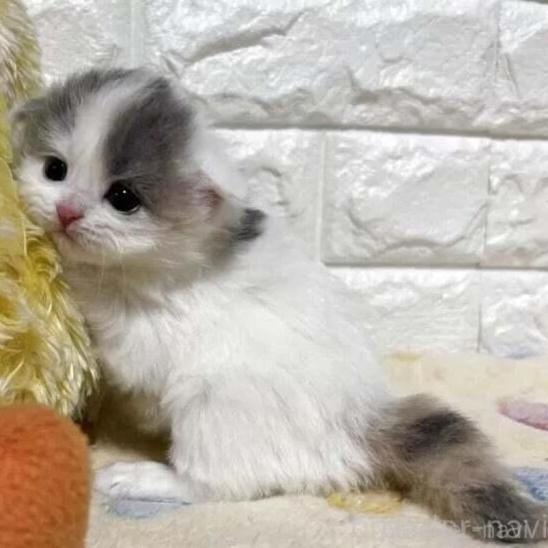 販売中の山梨県のスコティッシュフォールド(折れ耳)-139911の3枚目