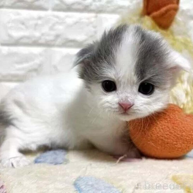 販売中の山梨県のスコティッシュフォールド(折れ耳)-139911