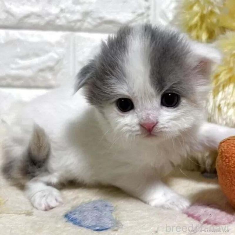 販売中の山梨県のスコティッシュフォールド(折れ耳)-139911の2枚目