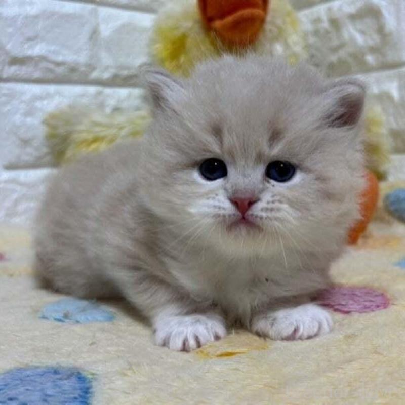 販売中の山梨県のサイベリアン-139912