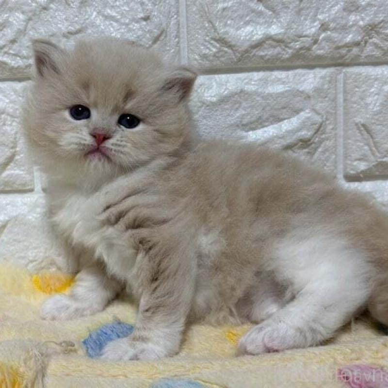 販売中の山梨県のサイベリアン-139912の4枚目