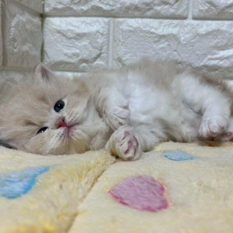 販売中の山梨県のサイベリアン-139912の2枚目