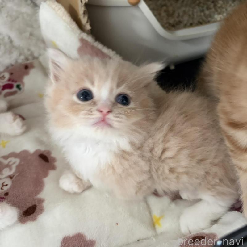 販売中の福岡県のマンチカン(短足)-139913の8枚目