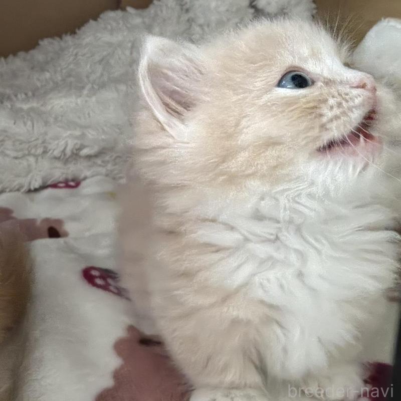 販売中の福岡県のマンチカン(短足)-139913の7枚目