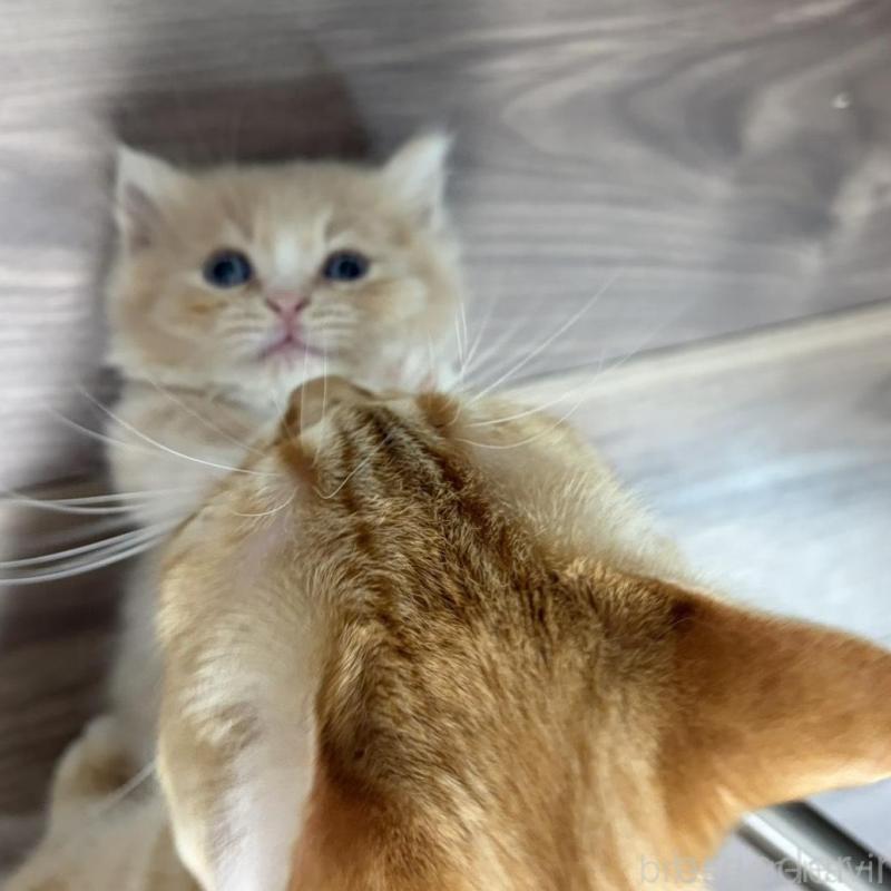 販売中の福岡県のマンチカン(短足)-139913の6枚目