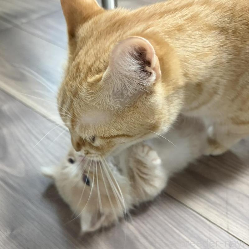 販売中の福岡県のマンチカン(短足)-139913の5枚目