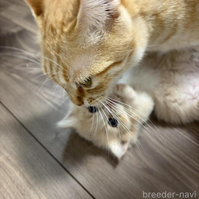 販売中の福岡県のマンチカン(短足)-139913の4枚目