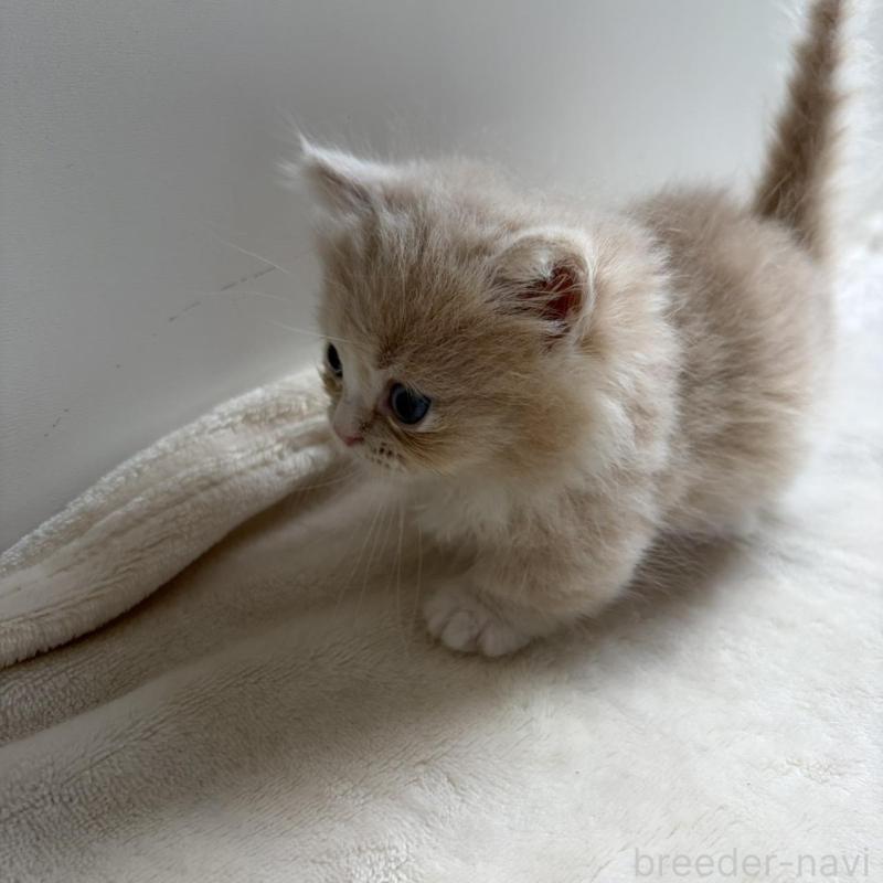 販売中の福岡県のマンチカン(短足)-139913の3枚目