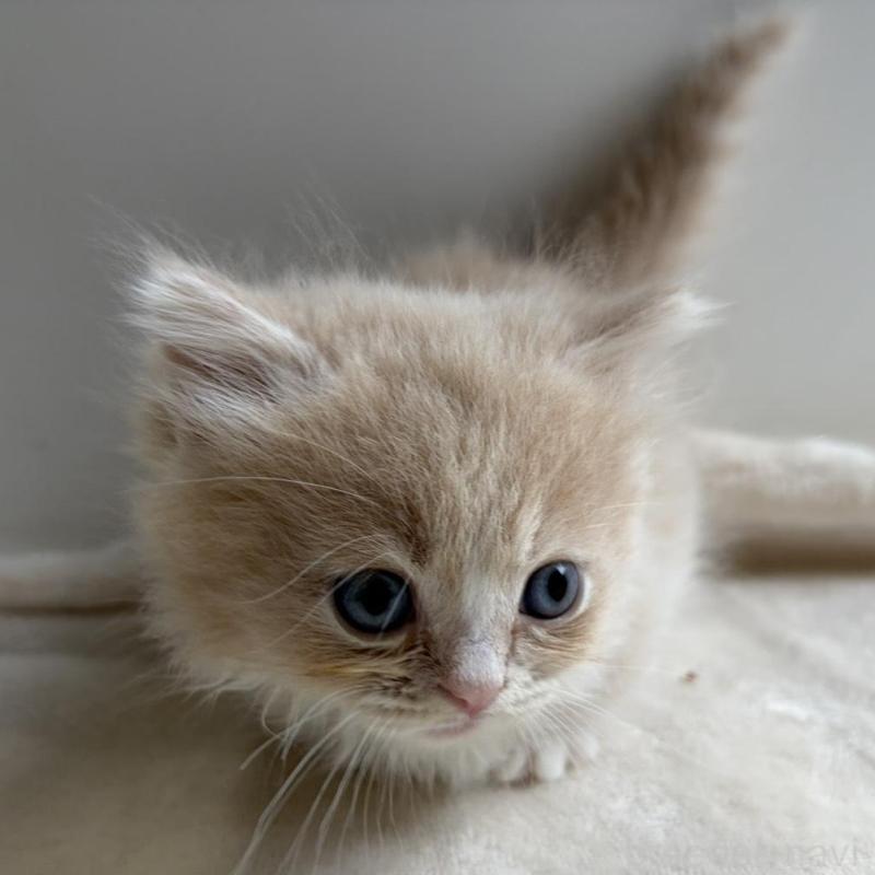 販売中の福岡県のマンチカン(短足)-139913