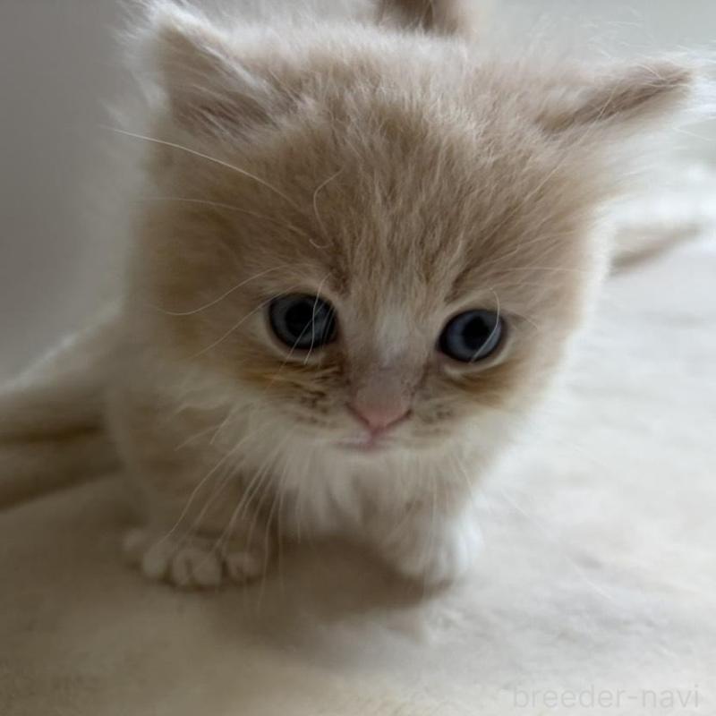 販売中の福岡県のマンチカン(短足)-139913の2枚目